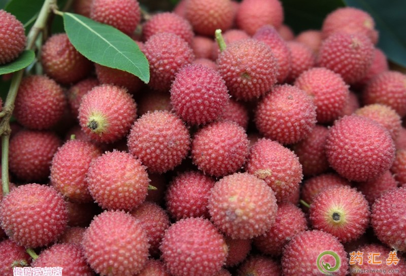 楊梅的功效與作用