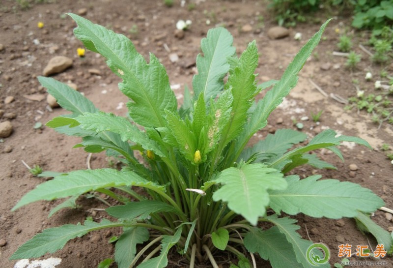 薺菜的功效與作用 薺菜的功效與作用