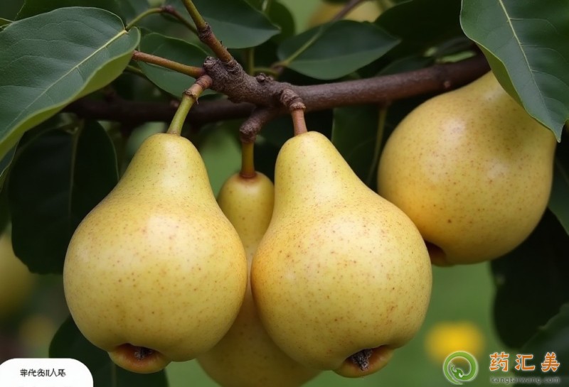 梨和什么食物相克不能一起吃 梨和什么食物相克不能一起吃