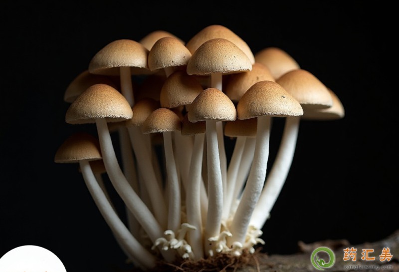 蘑菇與什么食物搭配吃效果最好 蘑菇與什么食物搭配吃效果最好