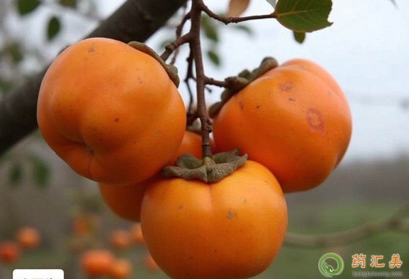 柿子和什么食物相克不能一起吃 柿子和什么食物相克不能一起吃