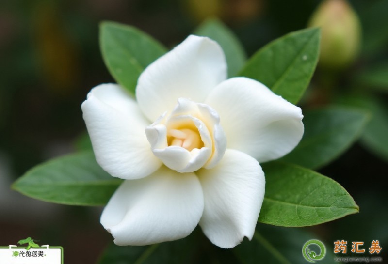 便秘能吃梔子花嗎 便秘能吃梔子花嗎