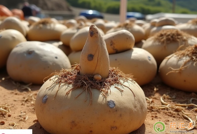 血糖高能吃魔芋嗎 血糖高能吃魔芋嗎