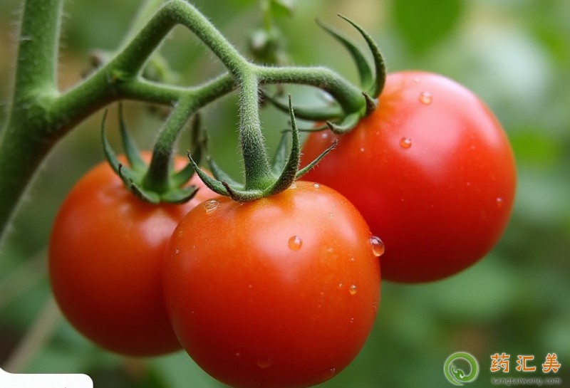 吃西紅柿有什么好處 吃西紅柿有什么好處