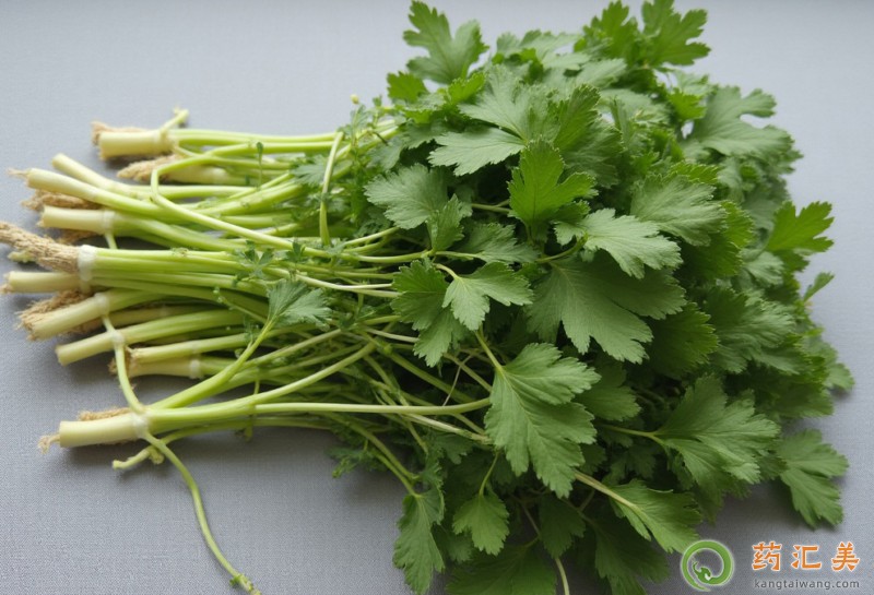 胰腺炎能吃香菜嗎 胰腺炎能吃香菜嗎