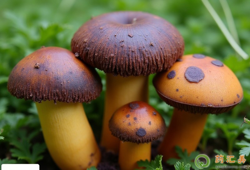 吃牛肝菌有什么好處 吃牛肝菌有什么好處