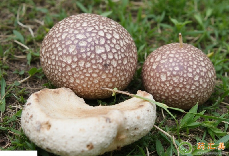 馬勃的功效與作用 馬勃的功效與作用