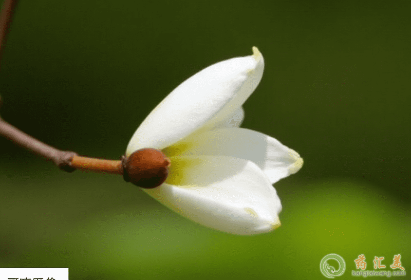 槐花的營(yíng)養(yǎng)價(jià)值 槐花的營(yíng)養(yǎng)價(jià)值