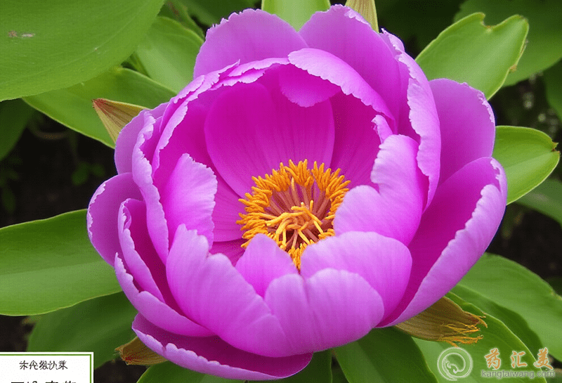 牡丹花的功效與作用 牡丹花的功效與作用