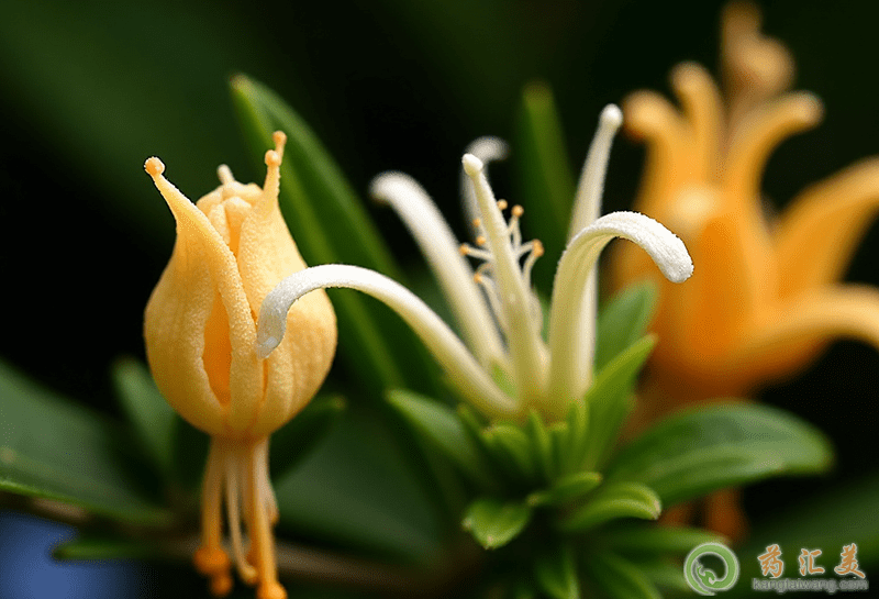 金銀花的功效與作用 金銀花的功效與作用