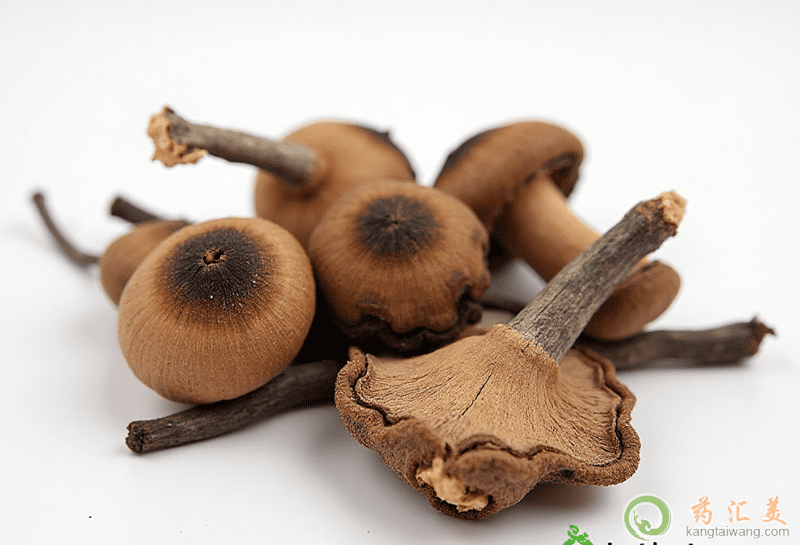 榛蘑的功效與作用 榛蘑的功效與作用