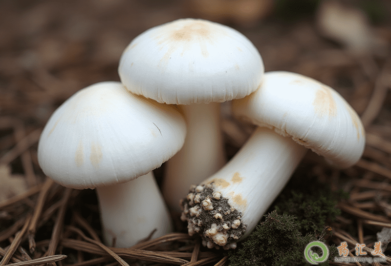 雙孢菇的功效與作用 雙孢菇的功效與作用