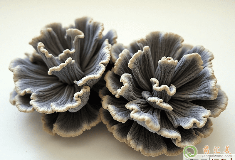 干巴菌的營養價值 干巴菌的營養價值