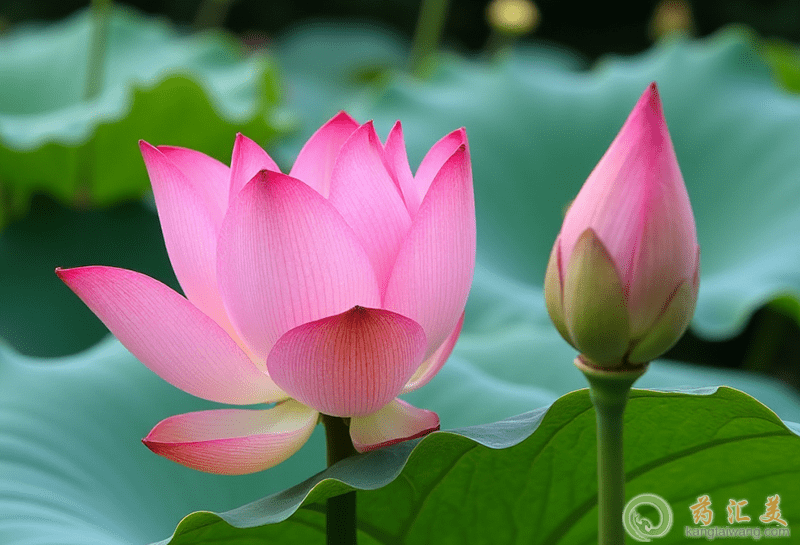 荷葉的功效與作用 荷葉的功效與作用