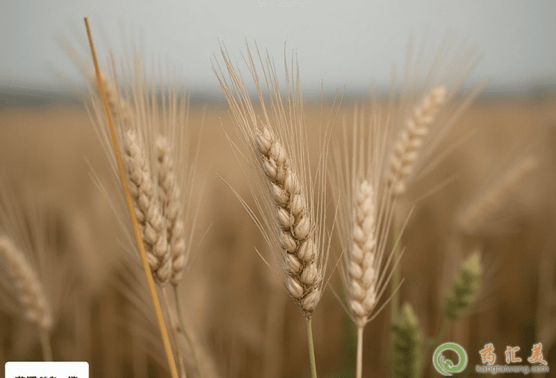 大麥的營養價值 大麥的營養價值