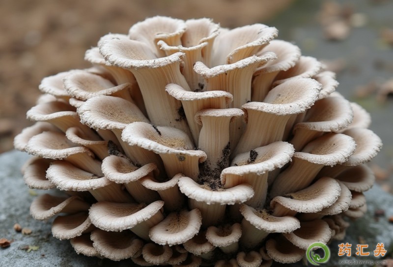 胰腺炎能吃栗蘑嗎 胰腺炎能吃栗蘑嗎