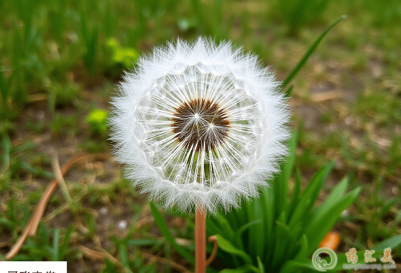 蒲公英粉的功效 qq截圖20201229120236.png